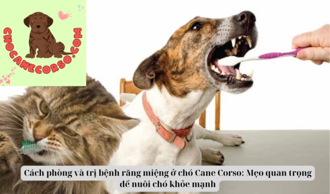 Cách phòng và trị bệnh răng miệng ở chó Cane Corso: Mẹo quan trọng để nuôi chó khỏe mạnh