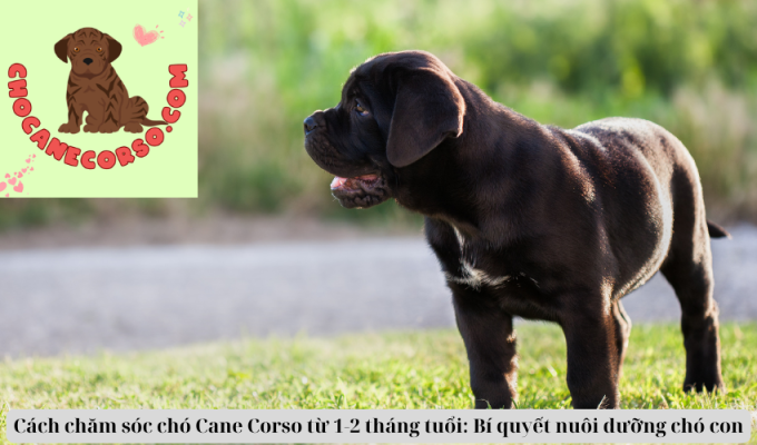 Cách chăm sóc chó Cane Corso từ 1-2 tháng tuổi: Bí quyết nuôi dưỡng chó con