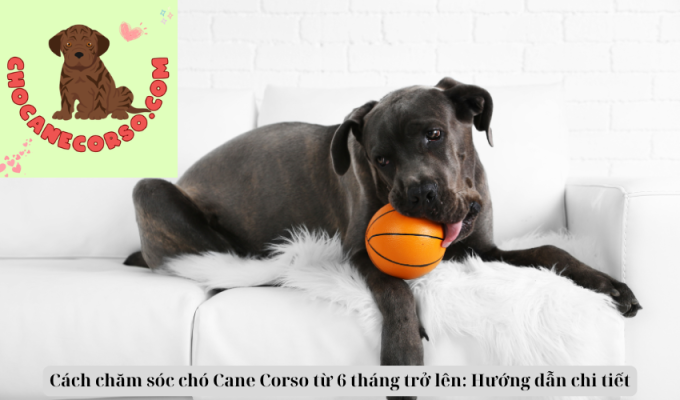 Cách chăm sóc chó Cane Corso từ 6 tháng trở lên: Hướng dẫn chi tiết