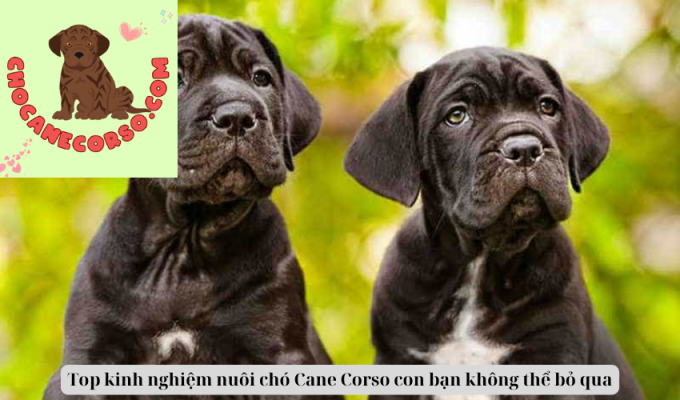 Top kinh nghiệm nuôi chó Cane Corso con bạn không thể bỏ qua