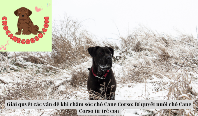 Giải quyết các vấn đề khi chăm sóc chó Cane Corso: Bí quyết nuôi chó Cane Corso từ trẻ con