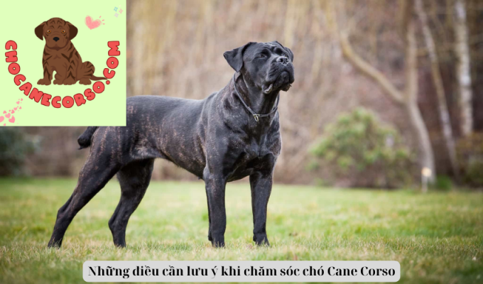 Những điều cần lưu ý khi chăm sóc chó Cane Corso