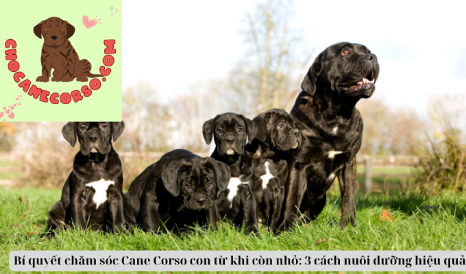 Bí quyết chăm sóc Cane Corso con từ khi còn nhỏ: 3 cách nuôi dưỡng hiệu quả