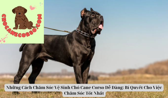 Những Cách Chăm Sóc Vệ Sinh Chó Cane Corso Dễ Dàng: Bí Quyết Cho Việc Chăm Sóc Tốt Nhất