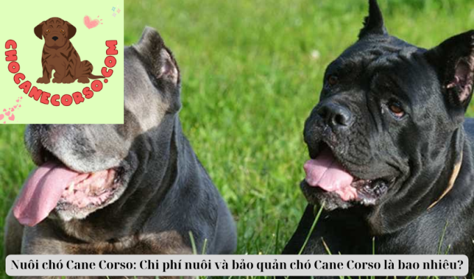 Nuôi chó Cane Corso: Chi phí nuôi và bảo quản chó Cane Corso là bao nhiêu?