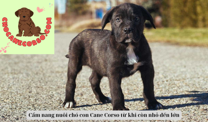 Cẩm nang nuôi chó con Cane Corso từ khi còn nhỏ đến lớn