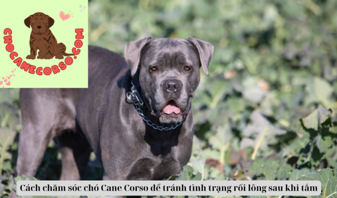 Cách chăm sóc chó Cane Corso để tránh tình trạng rối lông sau khi tắm