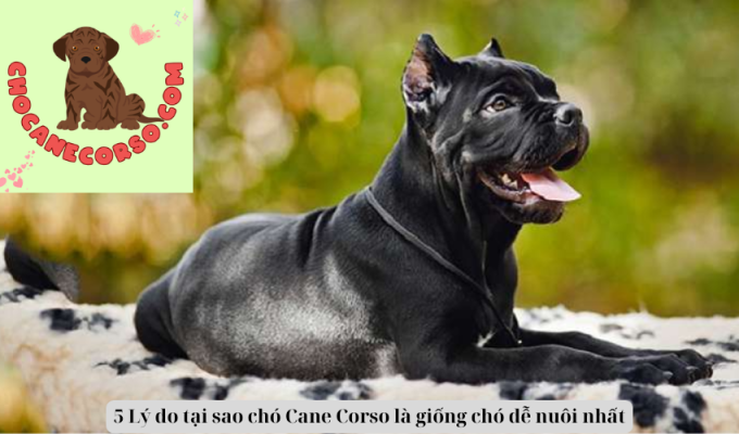 5 Lý do tại sao chó Cane Corso là giống chó dễ nuôi nhất