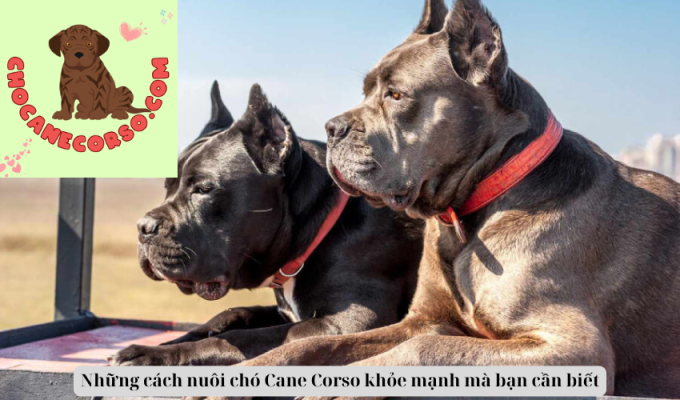 Những cách nuôi chó Cane Corso khỏe mạnh mà bạn cần biết