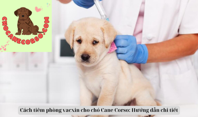 Cách tiêm phòng vacxin cho chó Cane Corso: Hướng dẫn chi tiết