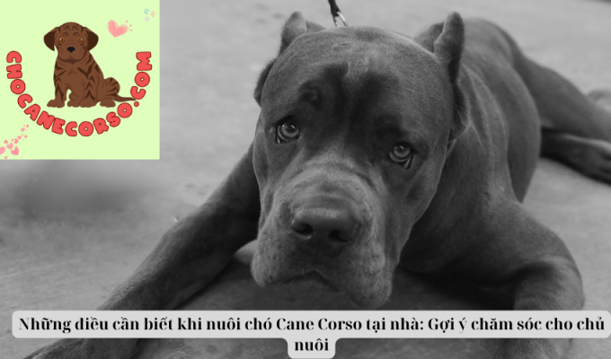 Những điều cần biết khi nuôi chó Cane Corso tại nhà: Gợi ý chăm sóc cho chủ nuôi