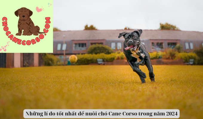 Những lí do tốt nhất để nuôi chó Cane Corso trong năm 2024