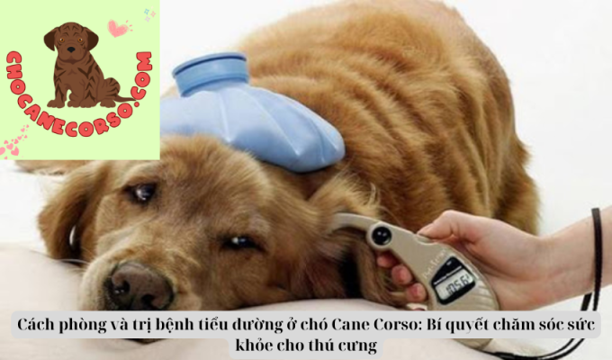 Cách phòng và trị bệnh tiểu đường ở chó Cane Corso: Bí quyết chăm sóc sức khỏe cho thú cưng