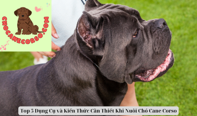 Top 5 Dụng Cụ và Kiến Thức Cần Thiết Khi Nuôi Chó Cane Corso