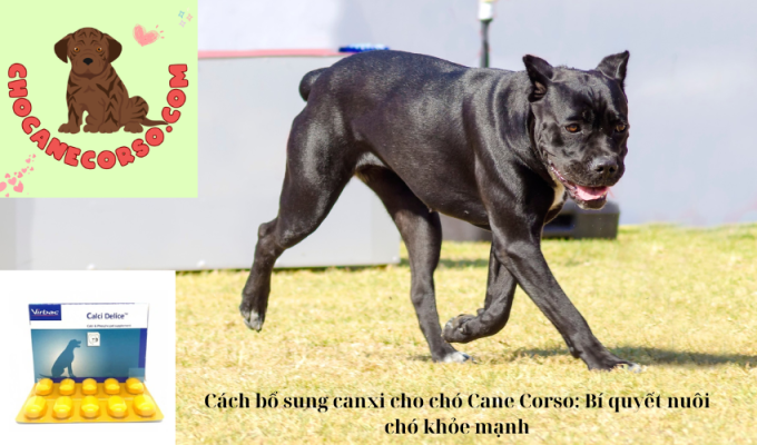 Cách bổ sung canxi cho chó Cane Corso: Bí quyết nuôi chó khỏe mạnh