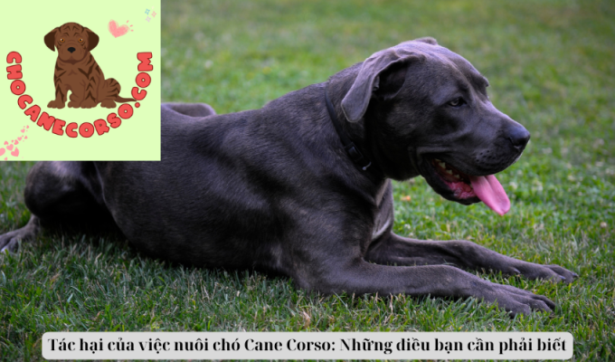 Tác hại của việc nuôi chó Cane Corso: Những điều bạn cần phải biết