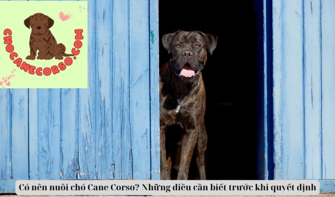 Có nên nuôi chó Cane Corso? Những điều cần biết trước khi quyết định