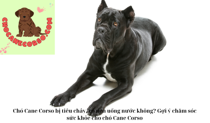 Chó Cane Corso bị tiêu chảy, có nên uống nước không? Gợi ý chăm sóc sức khỏe cho chó Cane Corso