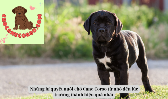 Những bí quyết nuôi chó Cane Corso từ nhỏ đến lúc trưởng thành hiệu quả nhất