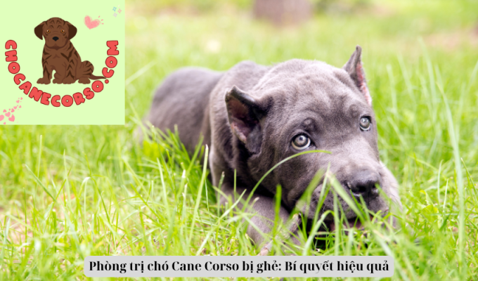 Phòng trị chó Cane Corso bị ghẻ: Bí quyết hiệu quả