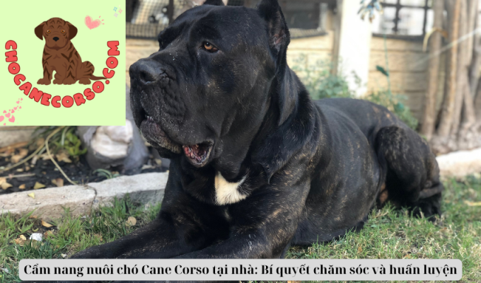 Cẩm nang nuôi chó Cane Corso tại nhà: Bí quyết chăm sóc và huấn luyện