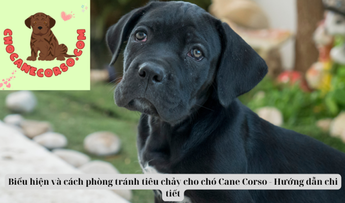 Biểu hiện và cách phòng tránh tiêu chảy cho chó Cane Corso - Hướng dẫn chi tiết