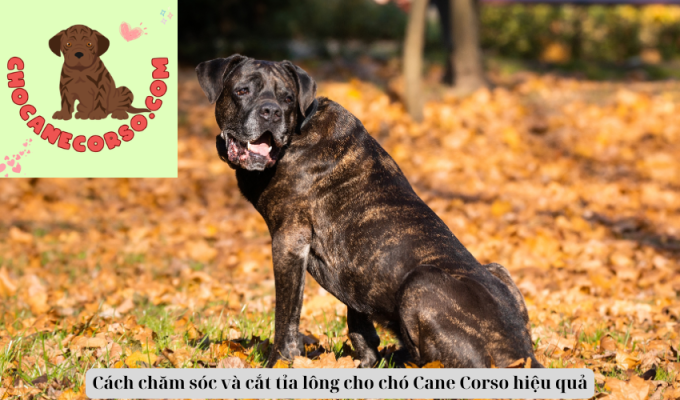 Cách chăm sóc và cắt tỉa lông cho chó Cane Corso hiệu quả