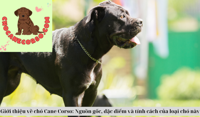 Giới thiệu về chó Cane Corso: Nguồn gốc, đặc điểm và tính cách của loại chó này