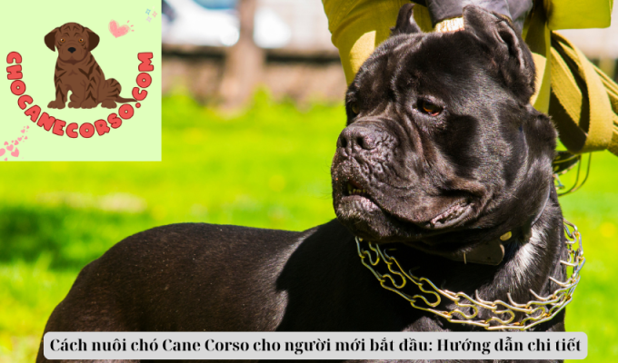 Cách nuôi chó Cane Corso cho người mới bắt đầu: Hướng dẫn chi tiết