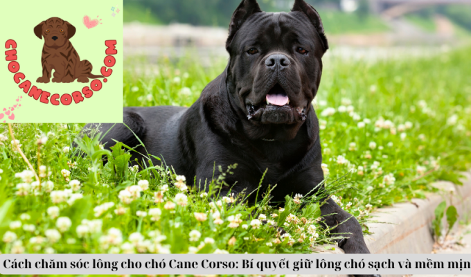 Cách chăm sóc lông cho chó Cane Corso: Bí quyết giữ lông chó sạch và mềm mịn