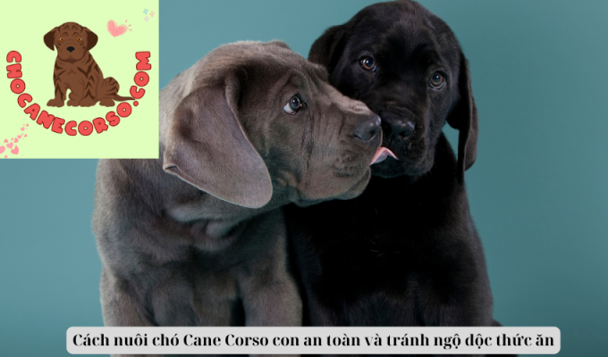 Cách nuôi chó Cane Corso con an toàn và tránh ngộ độc thức ăn