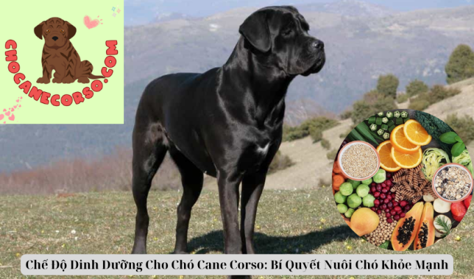 Chế Độ Dinh Dưỡng Cho Chó Cane Corso: Bí Quyết Nuôi Chó Khỏe Mạnh