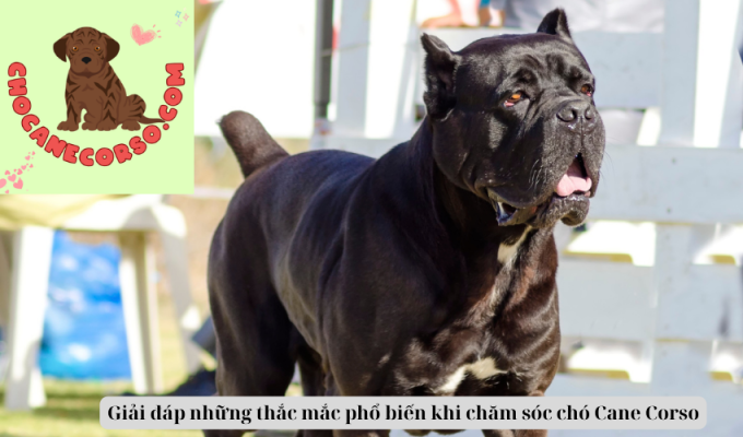 Giải đáp những thắc mắc phổ biến khi chăm sóc chó Cane Corso