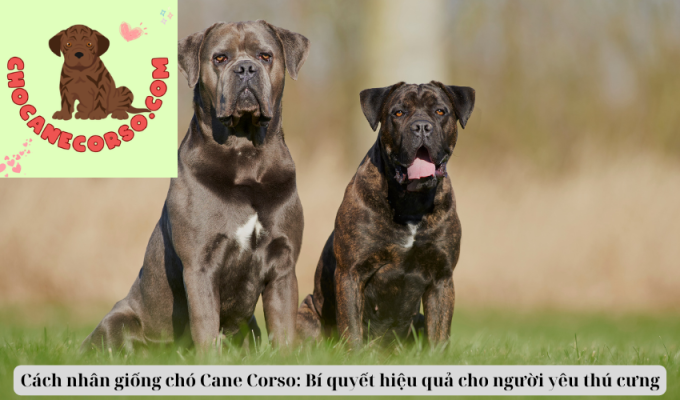 Cách nhân giống chó Cane Corso: Bí quyết hiệu quả cho người yêu thú cưng